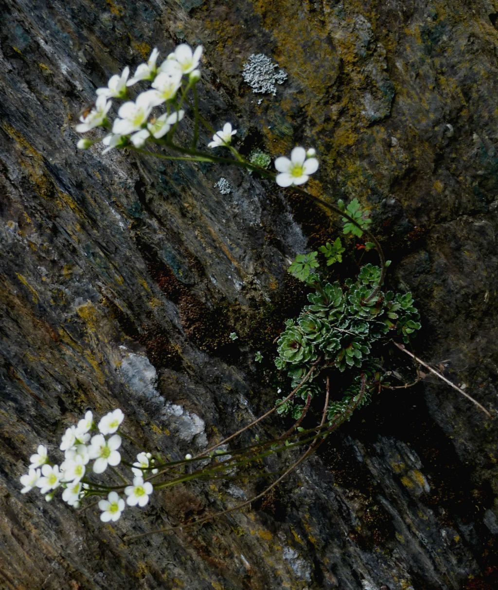 Saxifraga paniculata